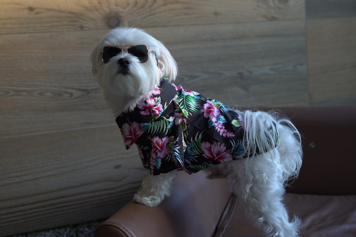 Bark & Perreo