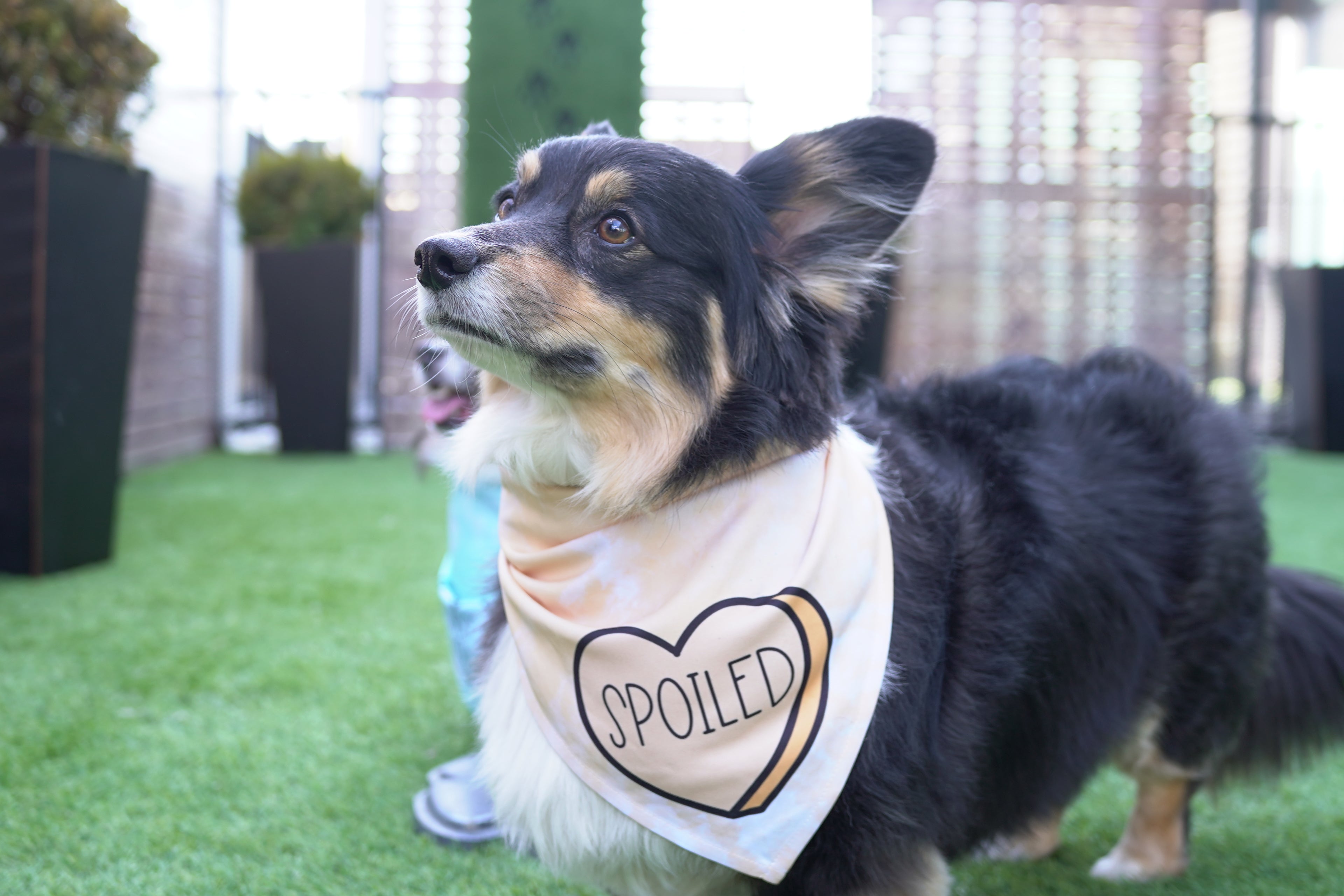 Spoiled | Convo Heart Dog Bandana