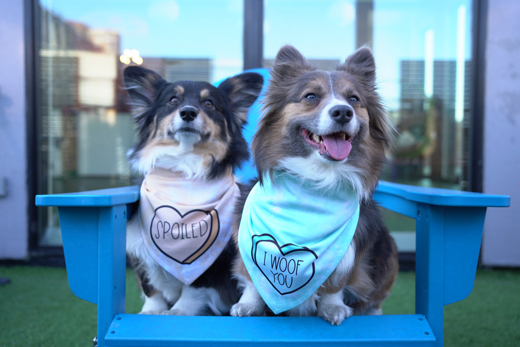 I Woof You | Convo Heart Dog Bandana