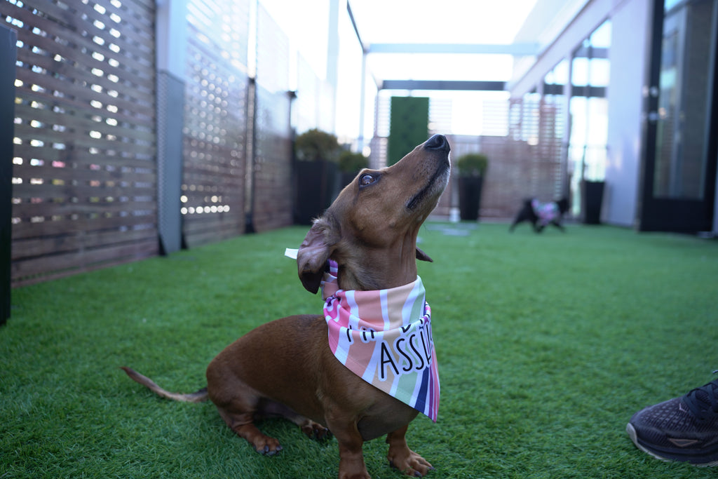Kinda an Asshole Dog Bandana