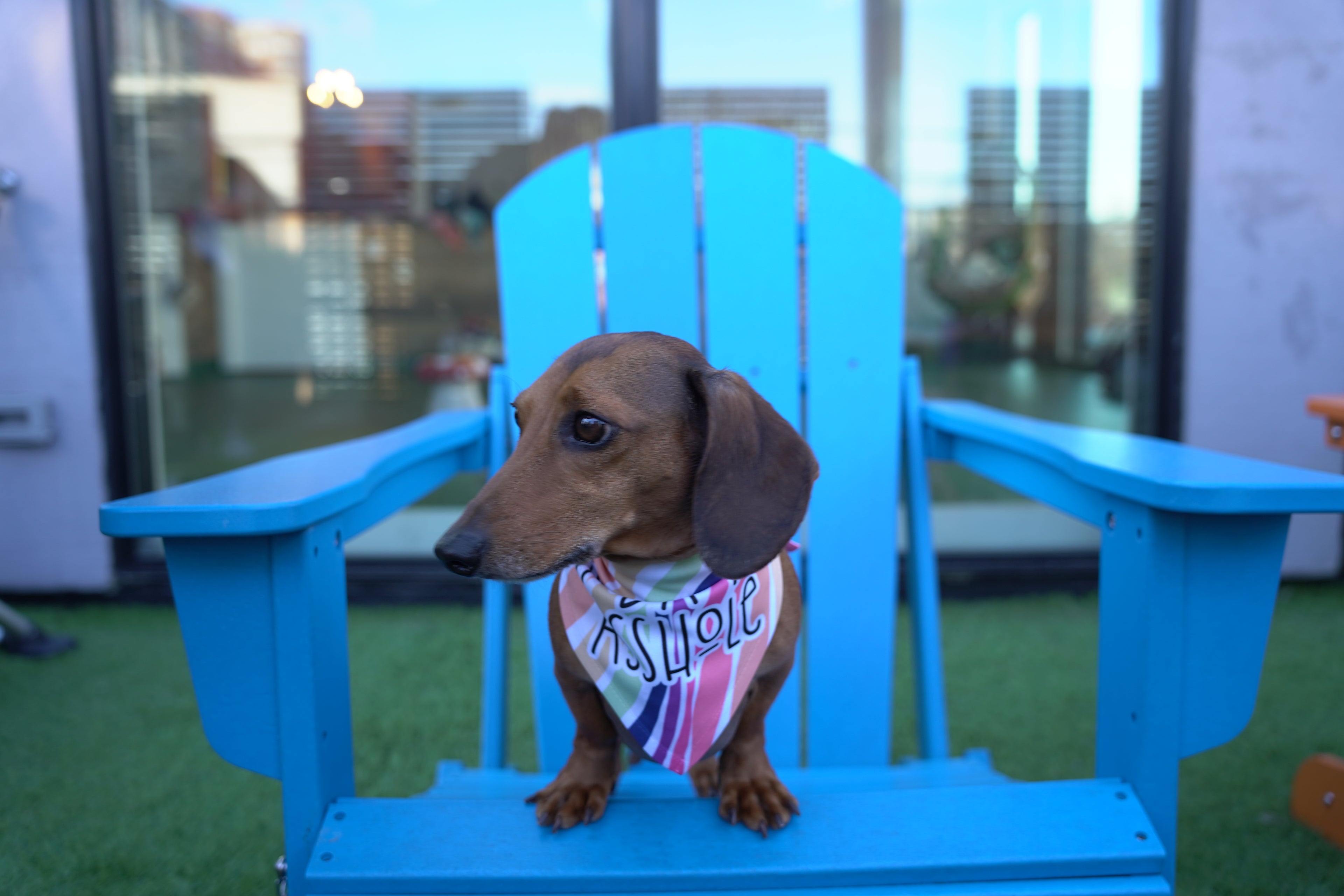 Kinda an Asshole Dog Bandana