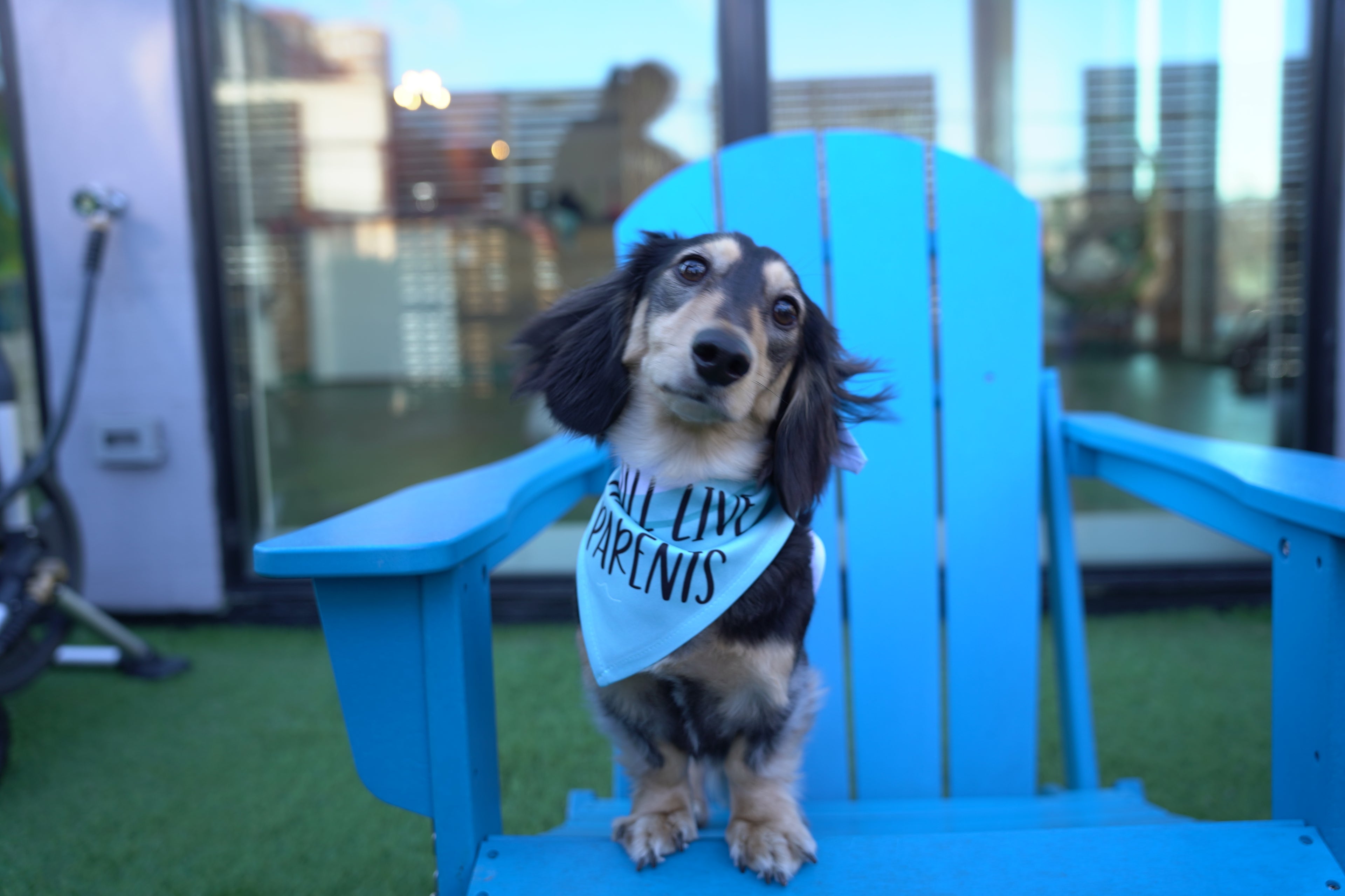 I Still Live with My Parents | Funny Dog Bandana | Tie Bandana