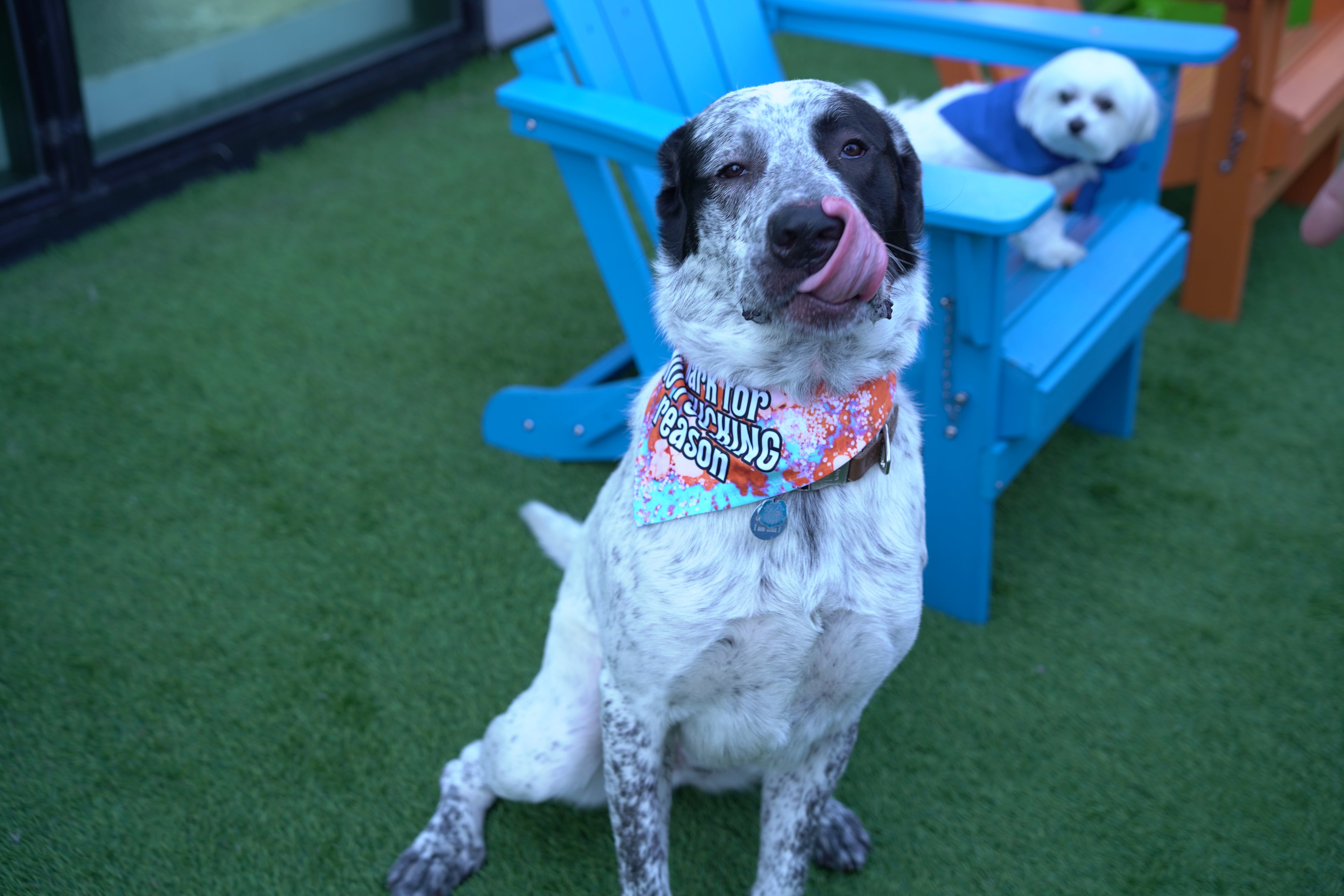 I Bark for No Fucking Reason | Funny Dog Bandana