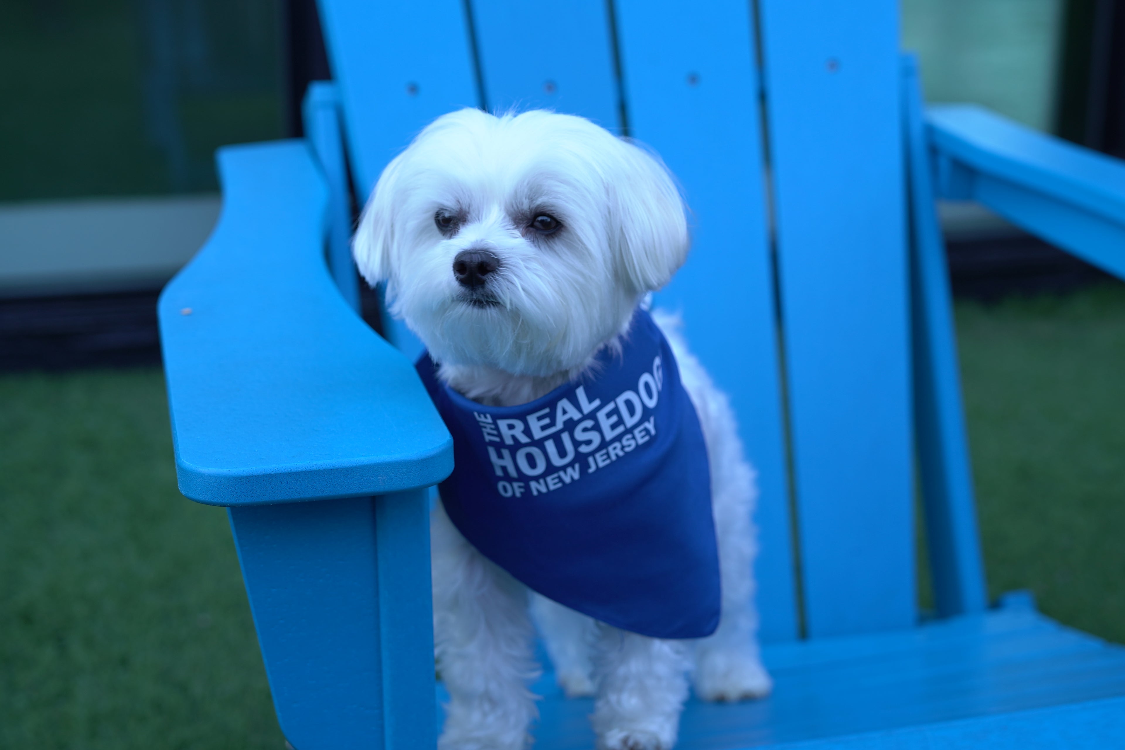 The Real House Dogs of New Jersey Bandana