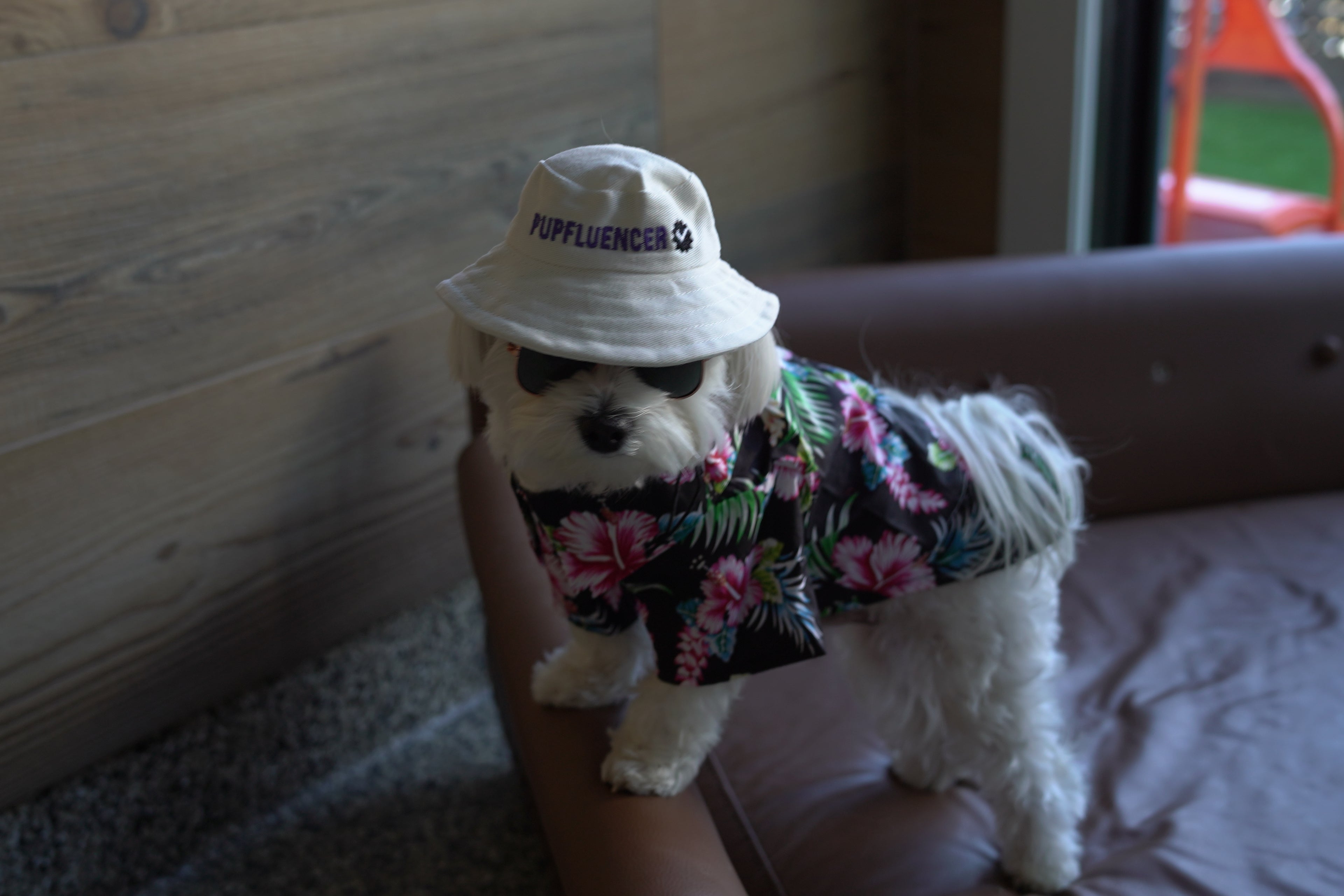 Dog Bucket Hat - Pupfluencer