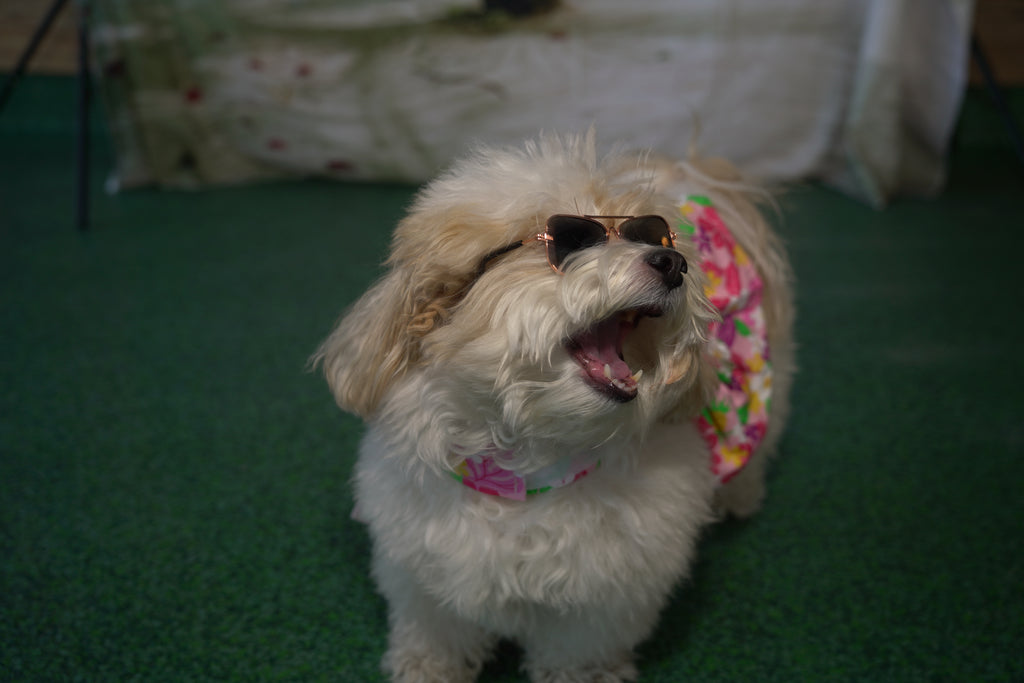 Pink Hawaiian Floral Dog Harness Dress w/ Matching Leash