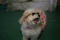 Pink Hawaiian Floral Dog Harness Dress w/ Matching Leash