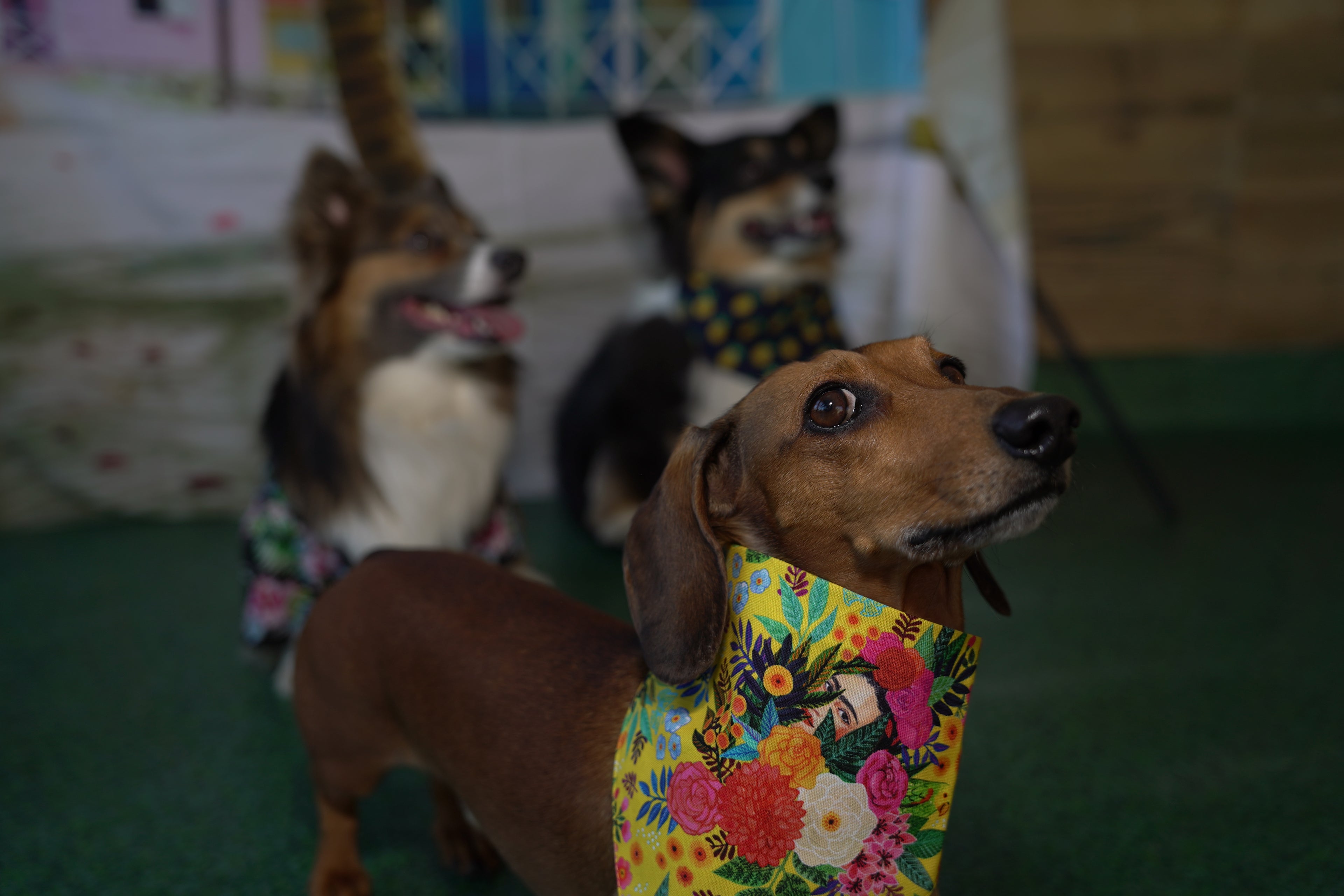 Frida Kahlo (Yellow) Dog Bandana