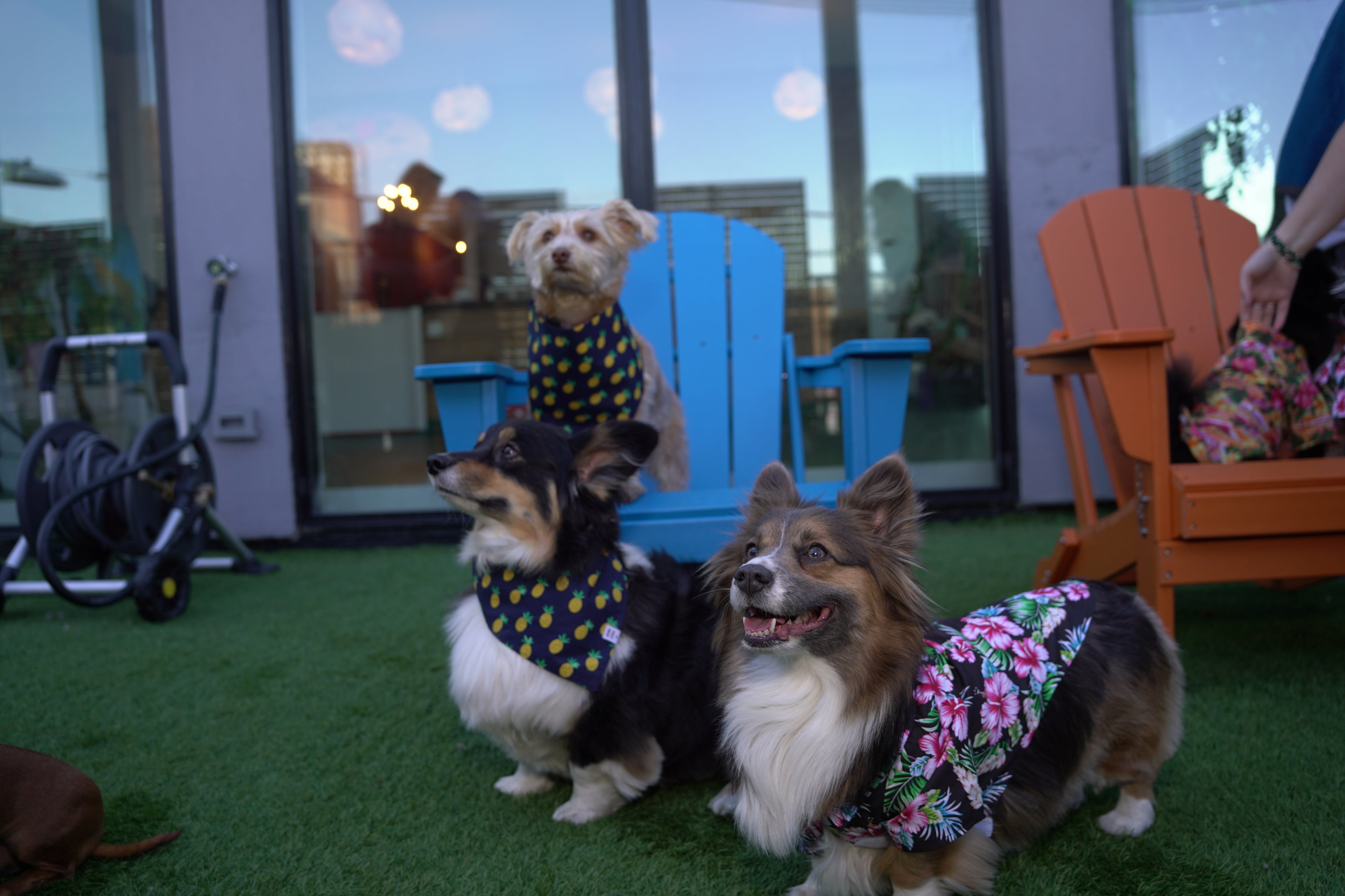 Pineapple Dog Bandana