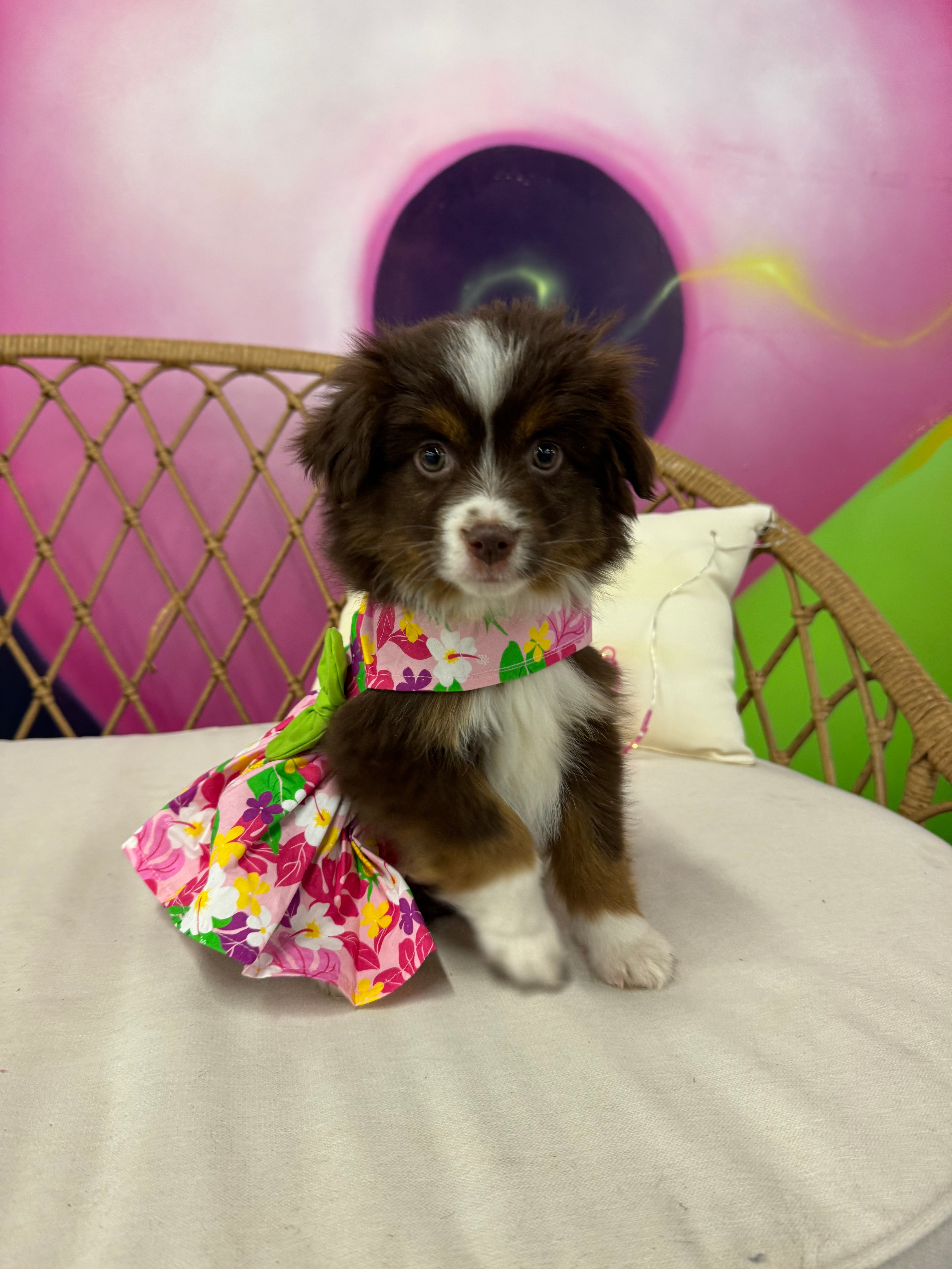 Pink Hawaiian Floral Dog Harness Dress w/ Matching Leash