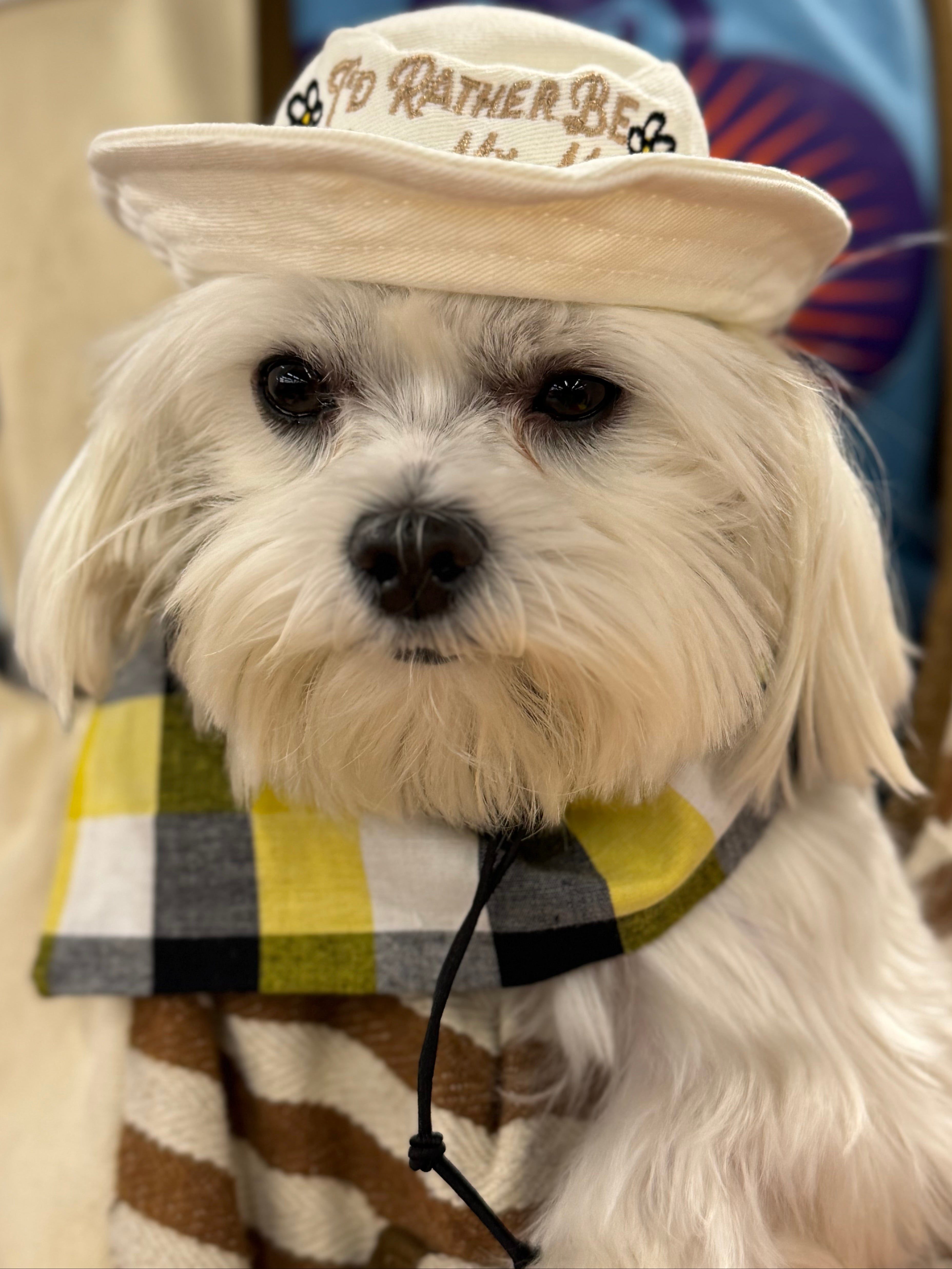 Dog Bucket Hat - I'd Rather Be With My Mom