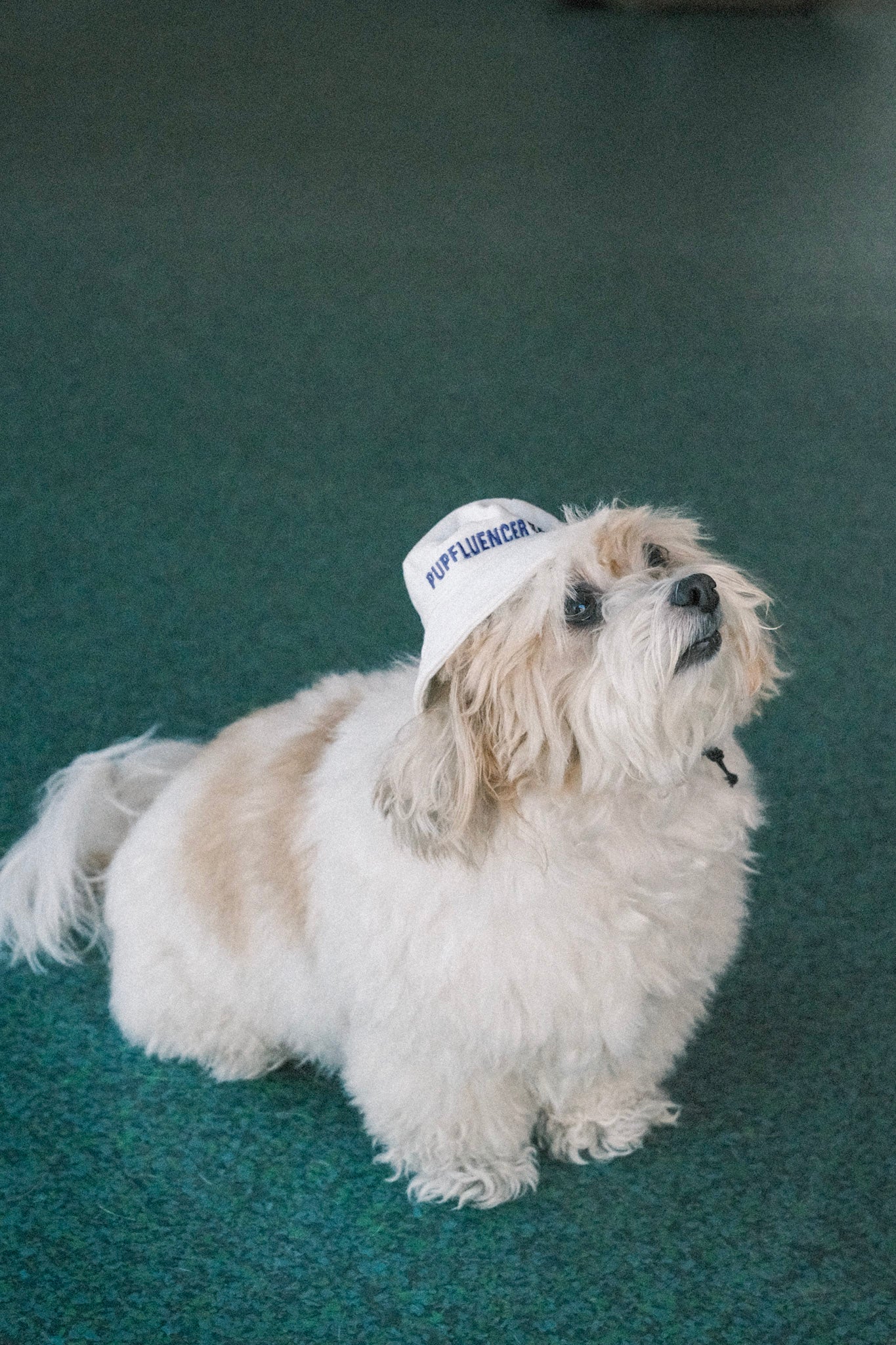 Dog Bucket Hat - Pupfluencer