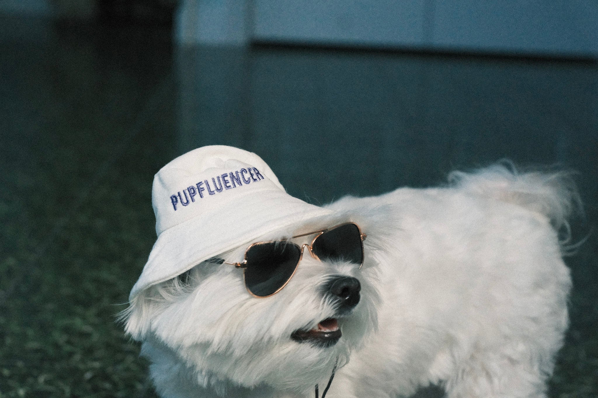 Dog Bucket Hat - Pupfluencer
