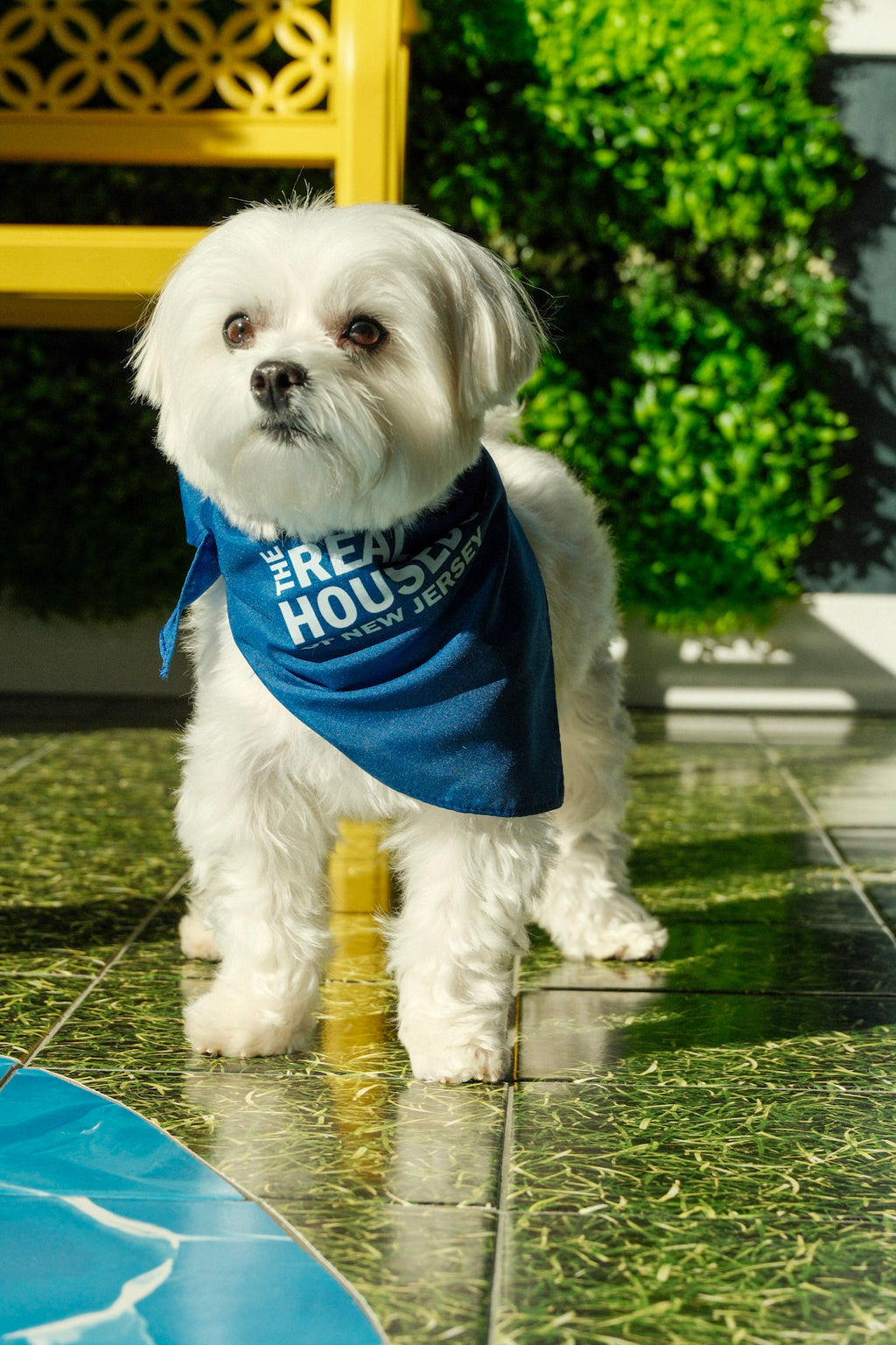 The Real House Dogs of New Jersey Bandana