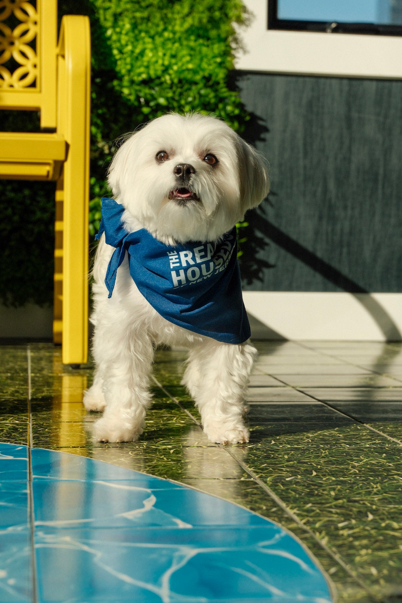 The Real House Dogs of New Jersey Bandana