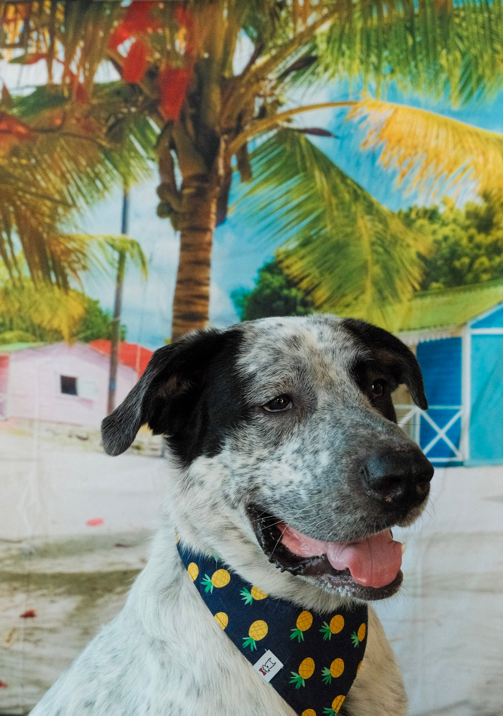 Pineapple Dog Bandana