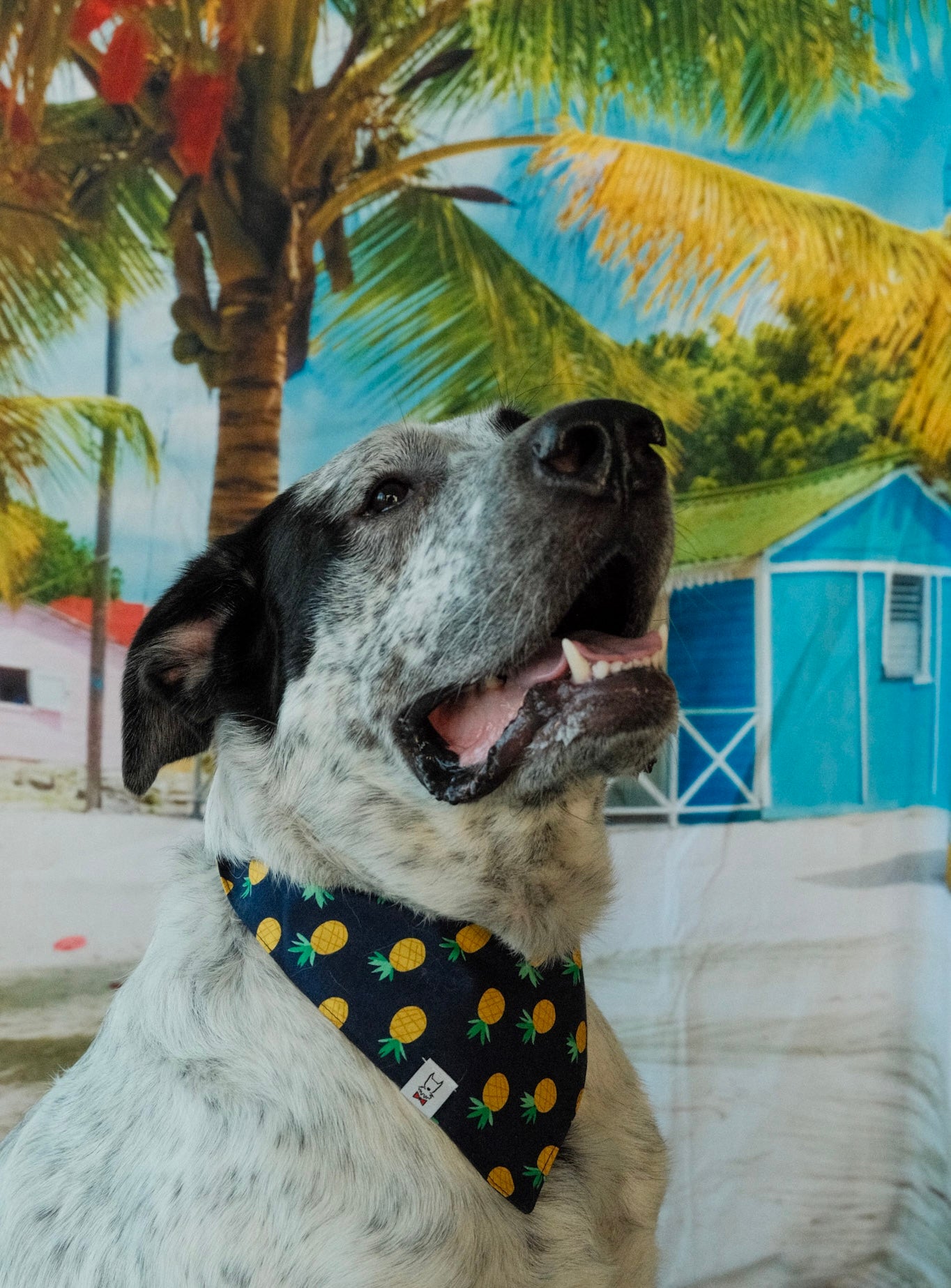 Pineapple Dog Bandana