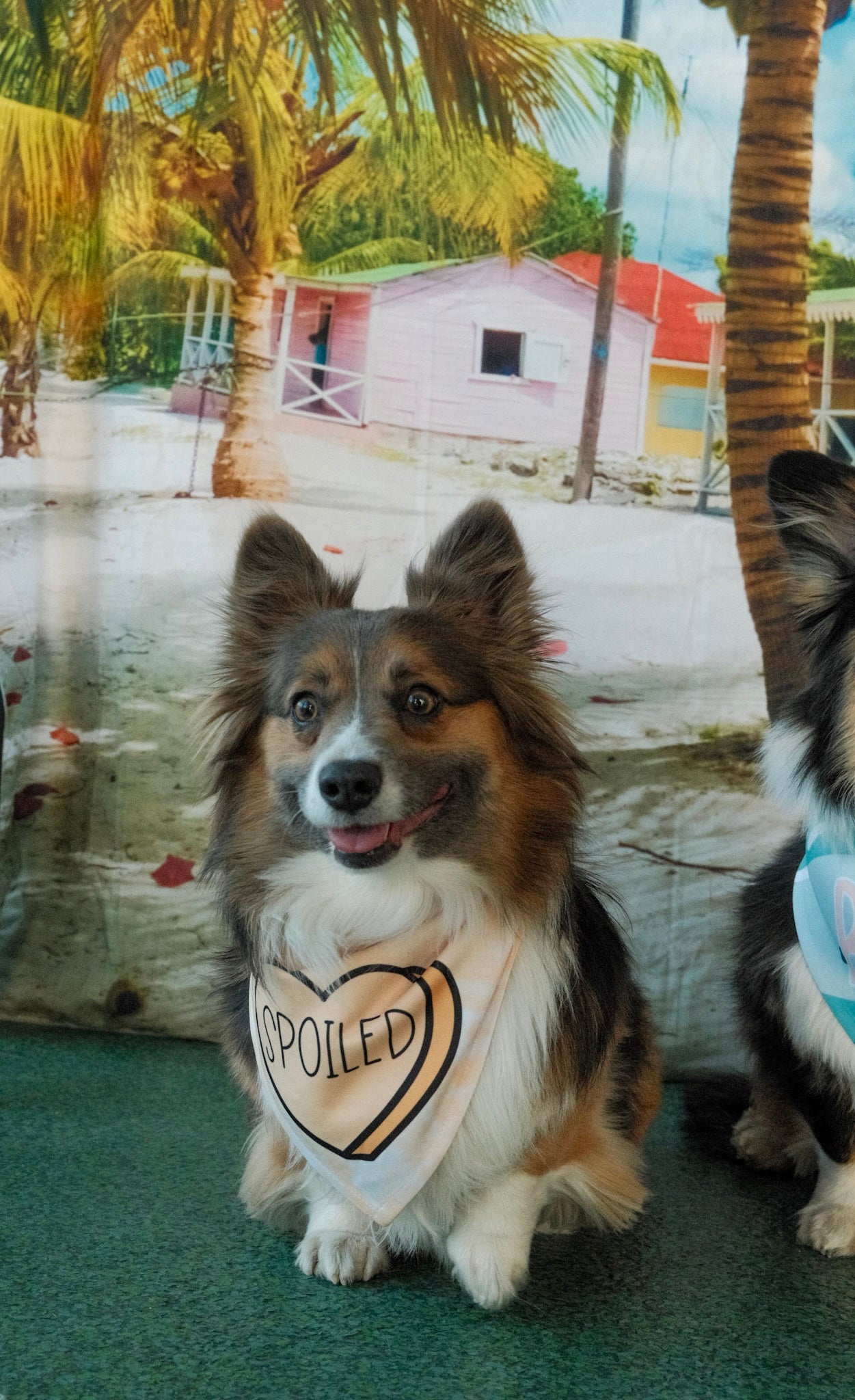 Spoiled | Convo Heart Dog Bandana