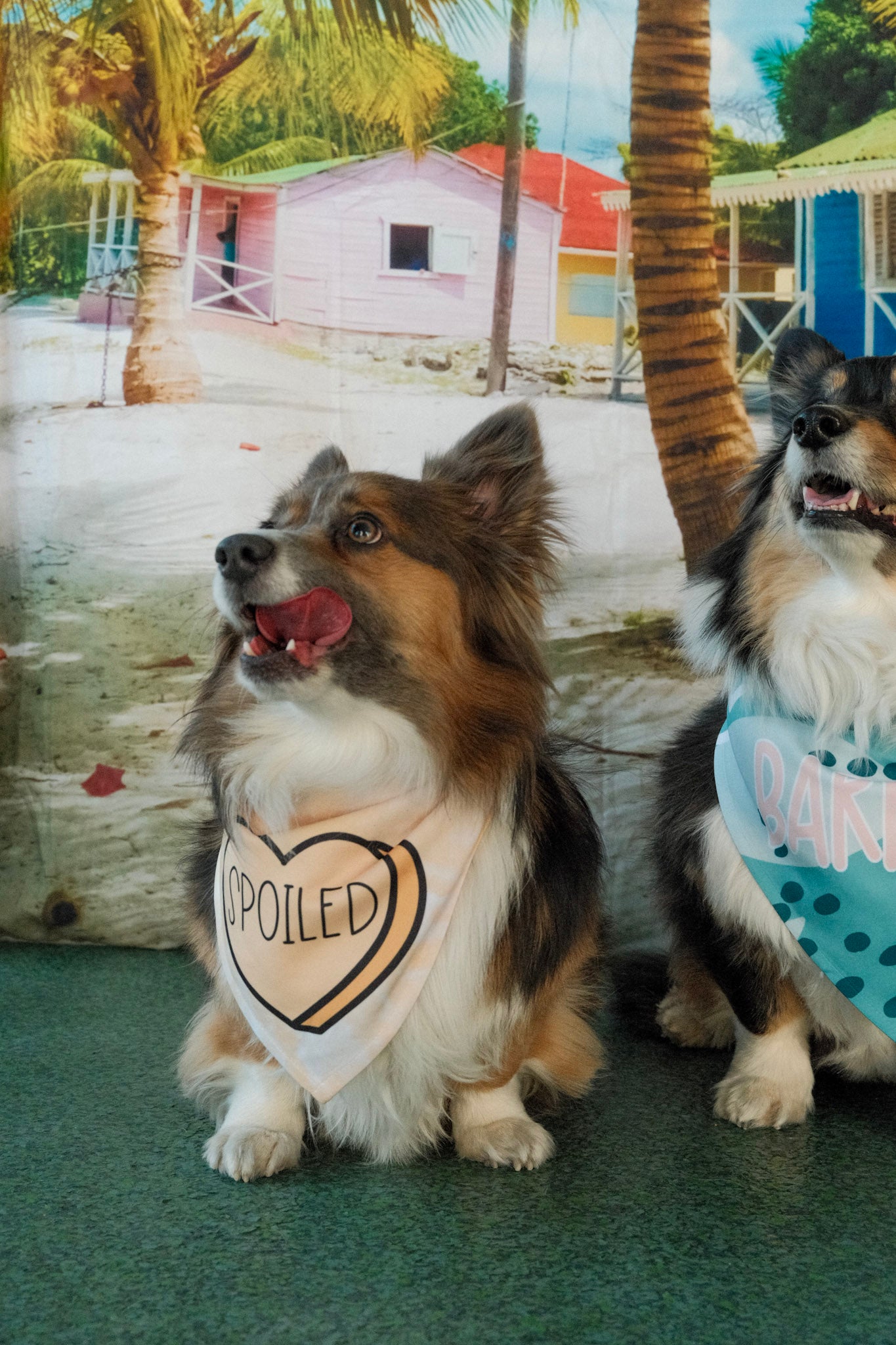 Spoiled | Convo Heart Dog Bandana