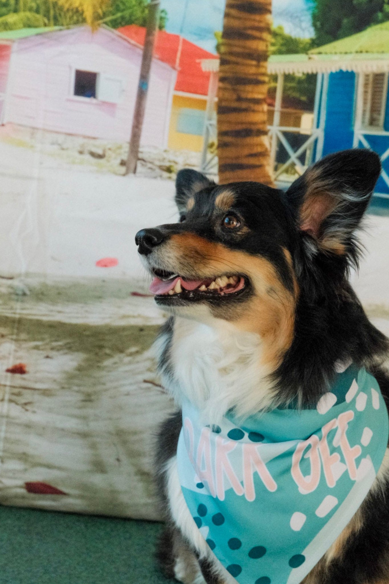 Bark Off | Funny Dog Bandana