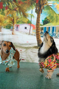 Hawaiian Camp Shirt - Surfboards and Palms